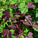 Hibiscus acetosella